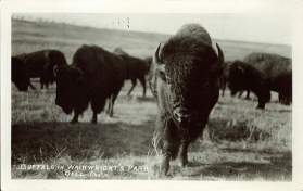 Buffalo in Wainwright's Park. [Wainwright]: Bell Photo, [1910]. PC005127, courtesy of Peel's Prairie Provinces.