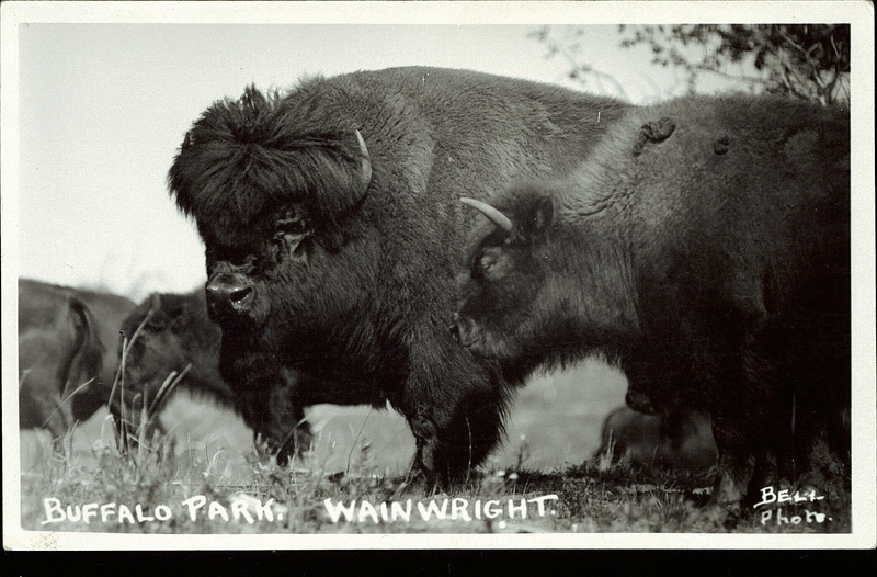 Bell [Frank W.] (Photographer) . Buffalo Park. [Wainwright: 1910-1930]. PC010949. Courtesy of Peel's Prairie Provinces. 