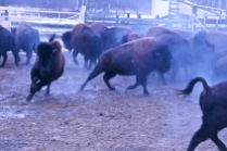 A group of young bison bulls run around a corral.