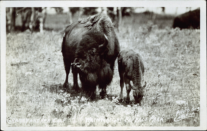 Granny and her calf, Wainwright Buffalo Park. [Wainwright: Photo Carsell, Wainwright, Alberta, 1931].peel.library.ualberta.ca/postcards/PC005137.html