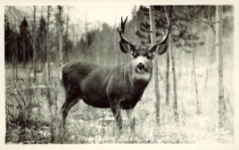 A handsome buck, Jasper Park. Photographed and Copyrighted by G. Morris Taylor, Jasper, Alberta, circa 1940. peel.library.ualberta.ca/postcards/PC007912.html