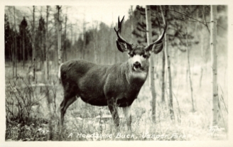 A handsome buck, Jasper Park. Photographed and Copyrighted by G. Morris Taylor, Jasper, Alberta, circa 1940. peel.library.ualberta.ca/postcards/PC007912.html