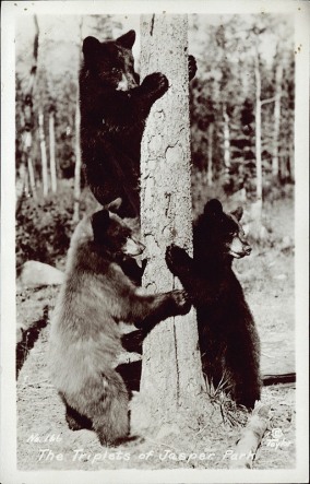 The triplets of Jasper Park. Photographed and Copyrighted by G. Morris Taylor, Jasper, Alberta, circa 1940. peel.library.ualberta.ca/postcards/PC008206.html