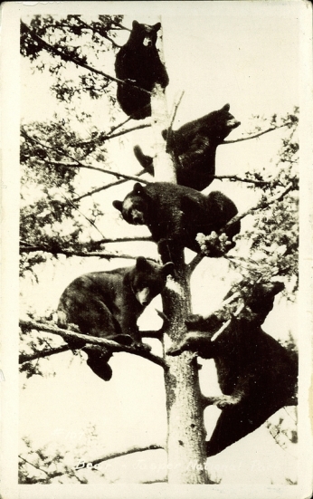 Bears, Jasper National Park. Photographed and Copyrighted by G. Morris Taylor, Jasper National Park, Canada, circa 1940: peel.library.ualberta.ca/postcards/PC008208.html