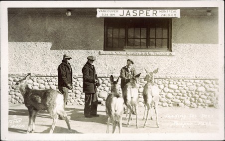 Feeding the deer, Jasper Park. Photographed and Copyrighted by G. Morris Taylor, Jasper, Alberta, 1947. peel.library.ualberta.ca/postcards/PC008224.html