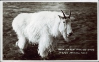 Mountain goat in Maligne River, Jasper National Park. Photographed by J.A. Weiss, after 1930. http://peel.library.ualberta.ca/postcards/PC008239.html