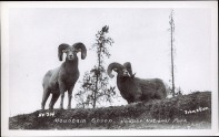 Mountain sheep, Jasper National Park. Photographed and Copyrighted by Tom. H. Johnston, circa 1940. http://peel.library.ualberta.ca/postcards/PC008243.html