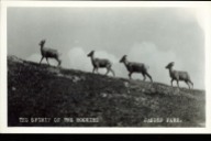 The spirit of the Rockies, Jasper Park, ciirca 1940s. peel.library.ualberta.ca/postcards/PC010514.html