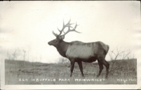 Elk in Buffalo Park, Wainwright, Bell Photo, circa 1910. Courtesy of Peel's Prairie Provinces, http://peel.library.ualberta.ca/postcards/PC005162.html