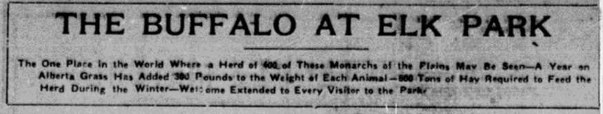 the-buffalo-at-elk-park-edmonton-bulletin-august-1908